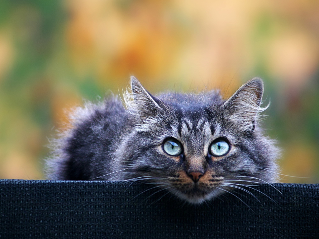 Взгляд кота охотника