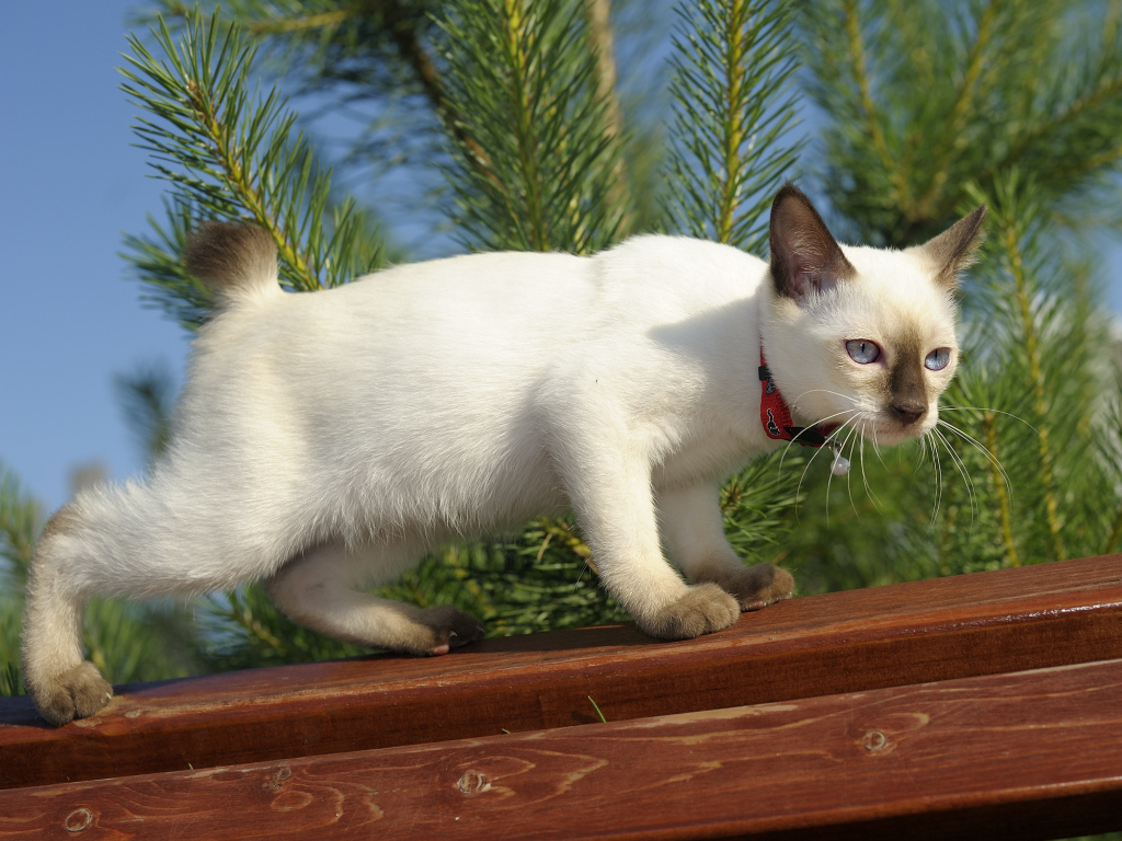 Меконгский бобтейл на улице
