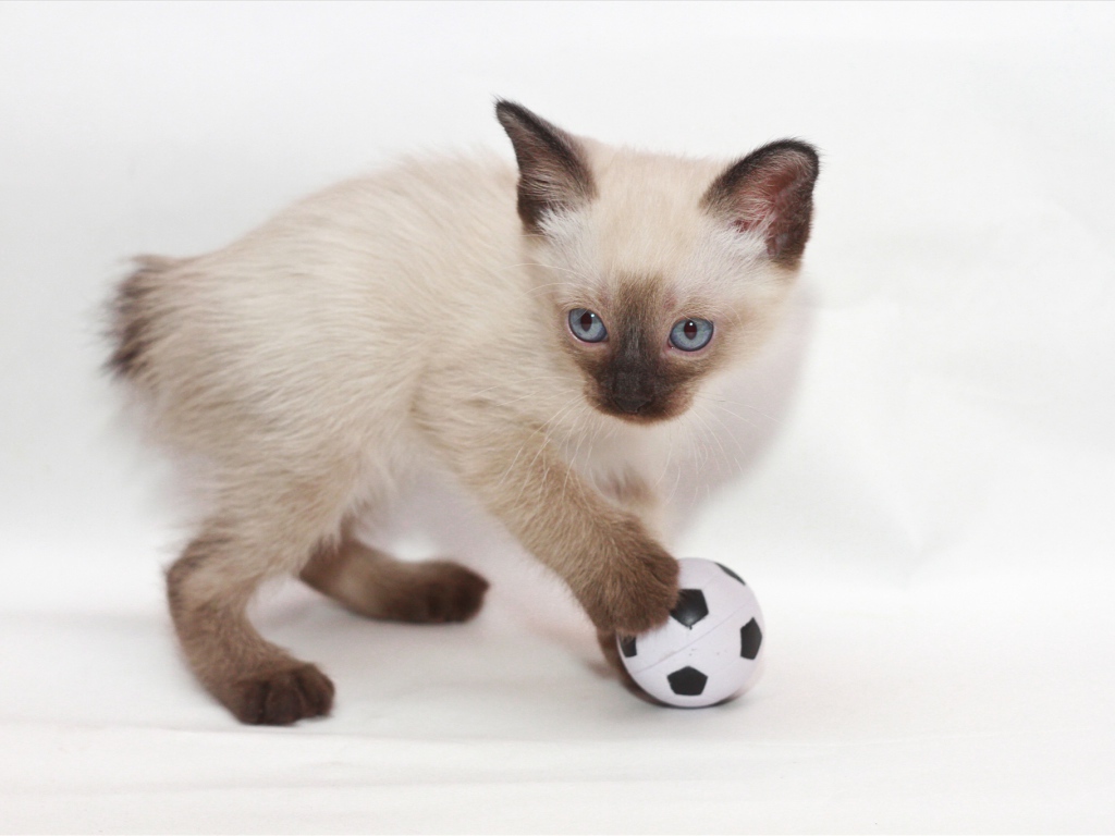 Котенок меконгский бобтейл с мячом