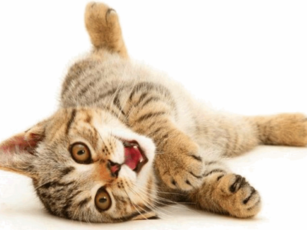 Веселая американская жесткошерстная кошка