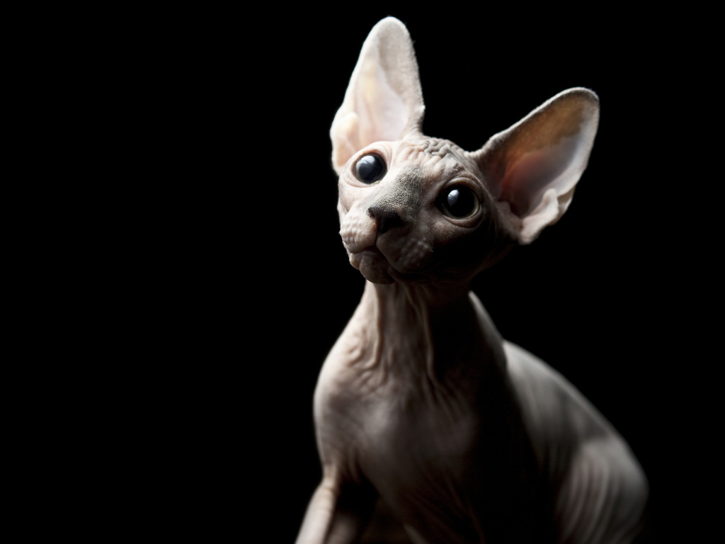 Кот минскин на черном фоне