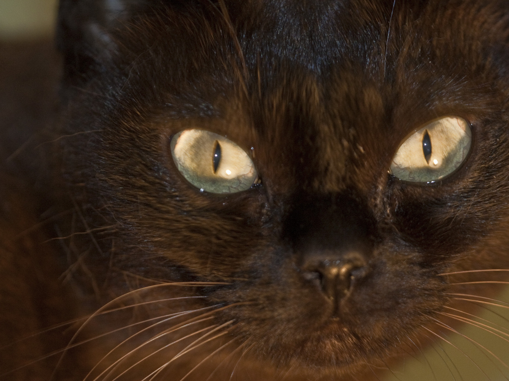 Мордочка бурманской кошки