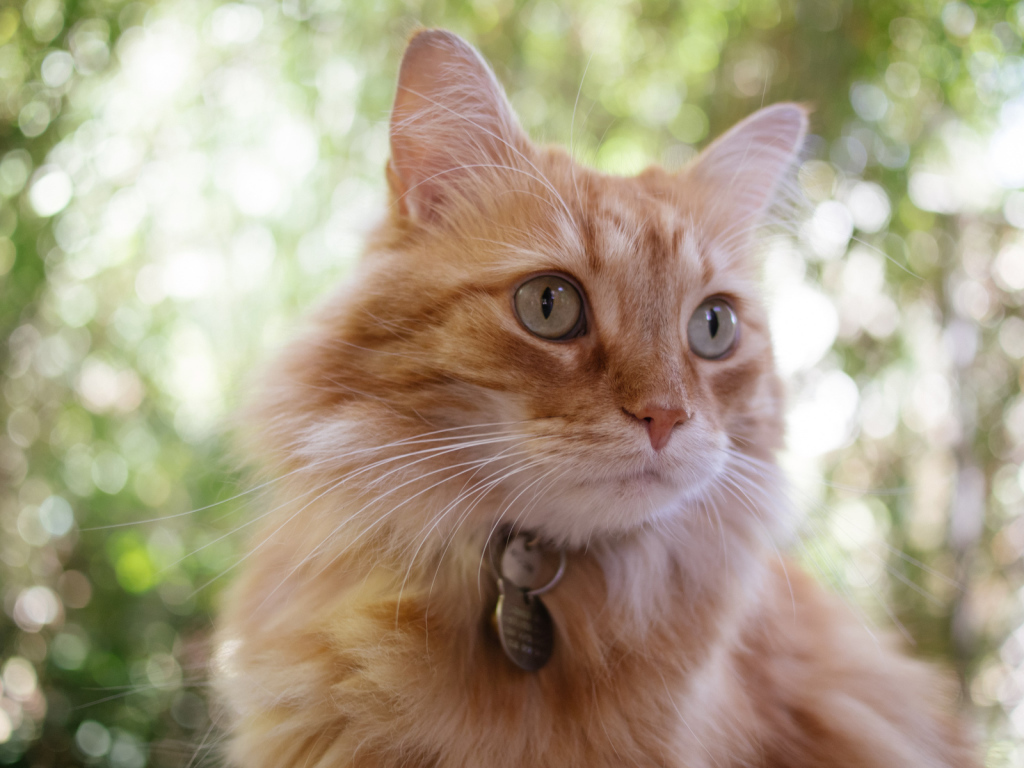 Мордочка кота кимрик