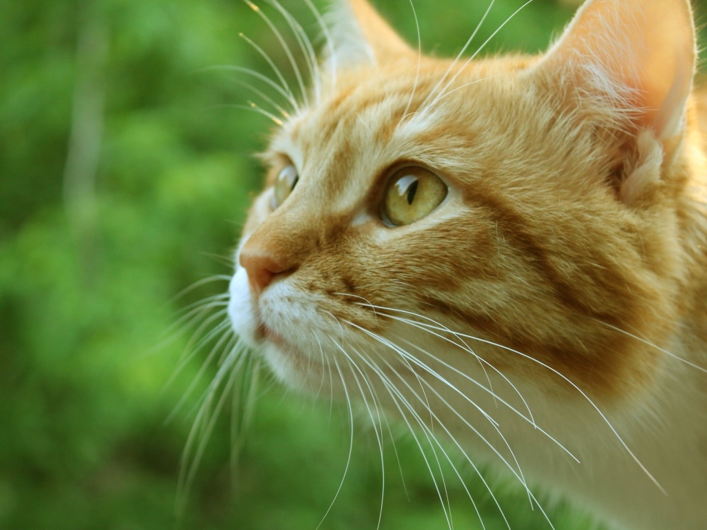 Морда рыжего кота
