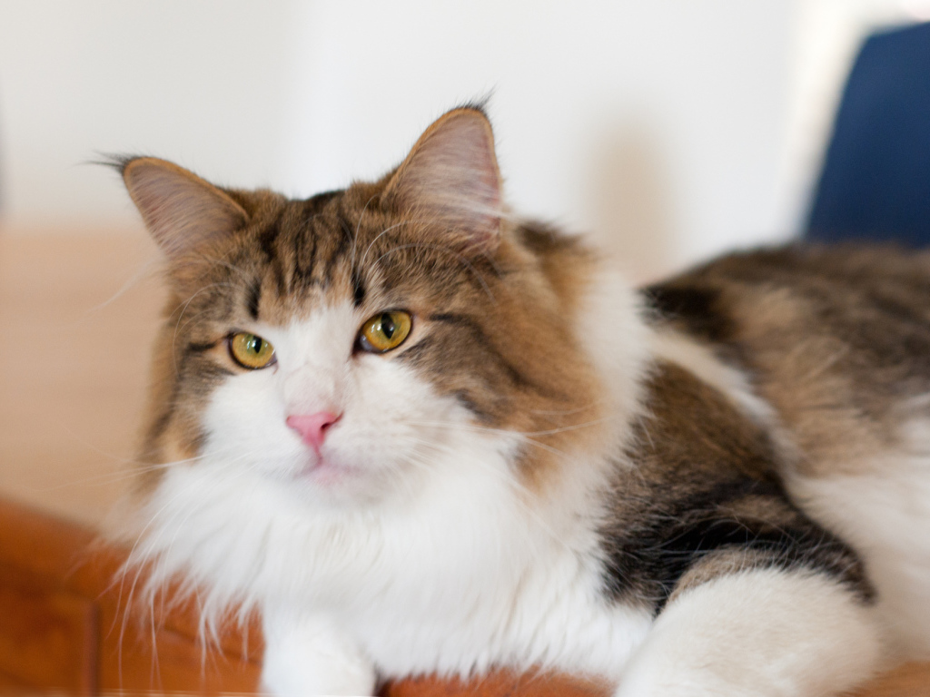 Благородная норвежская лесная кошка