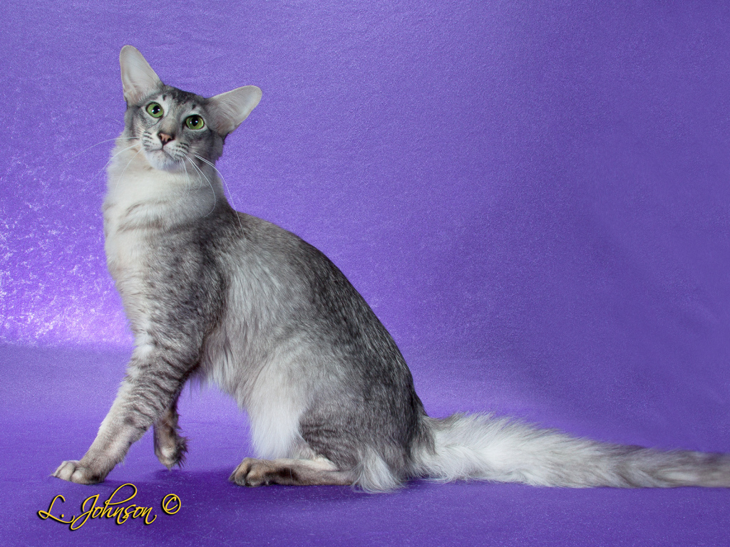 Ориентальная длинношерстная кошка позирует