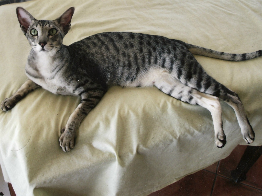 Ориентальная короткошерстная кошка на кровати