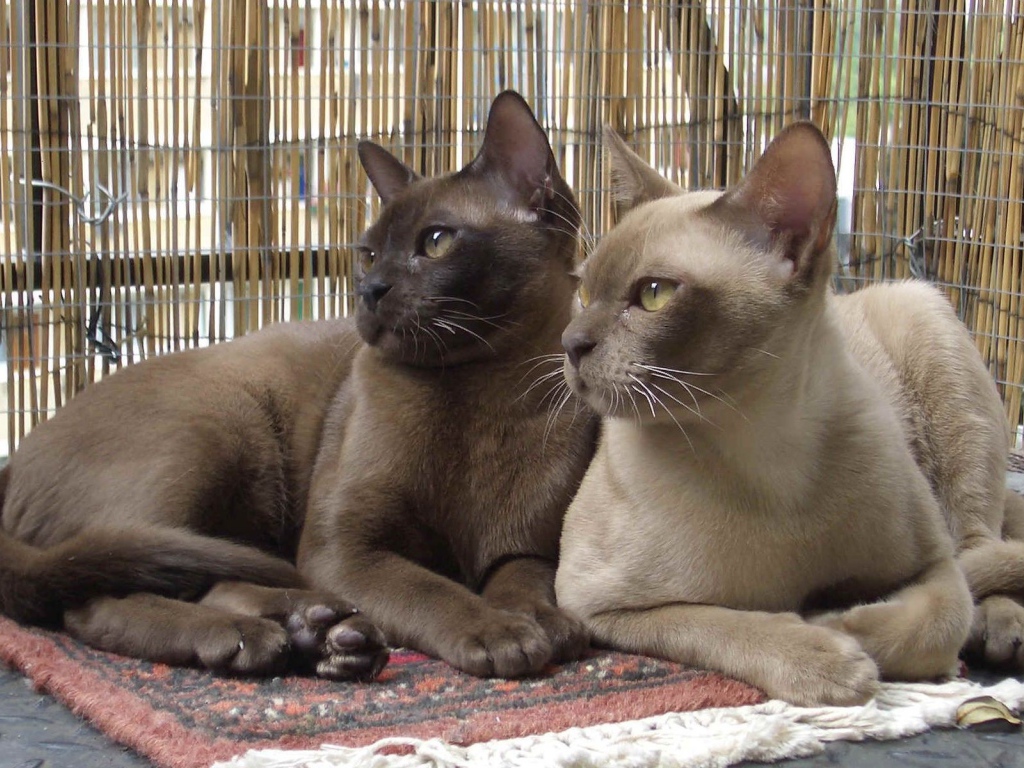 Пара бурманских кошек