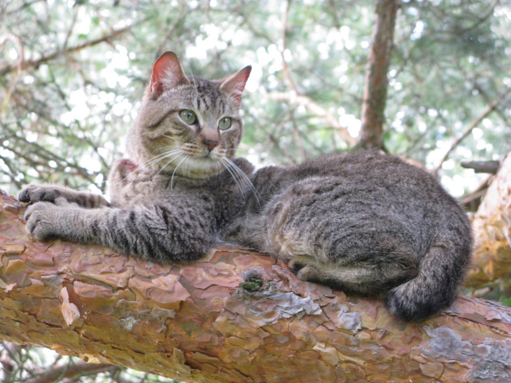 Кот пиксибоб на дереве