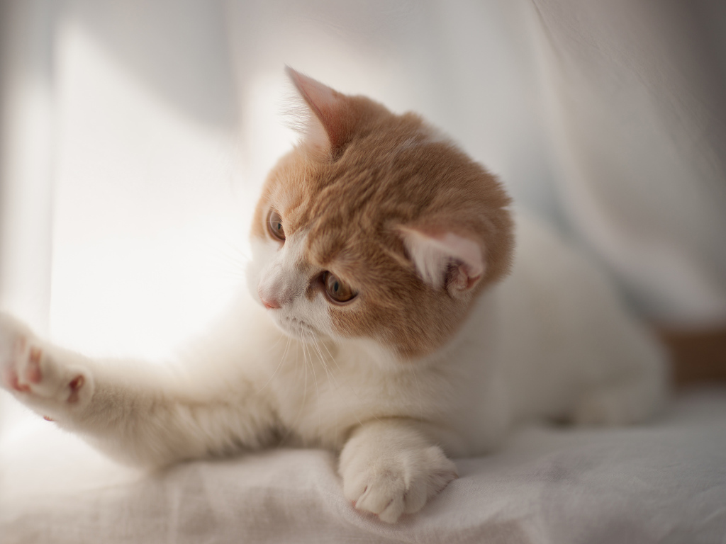 Игривый котенок