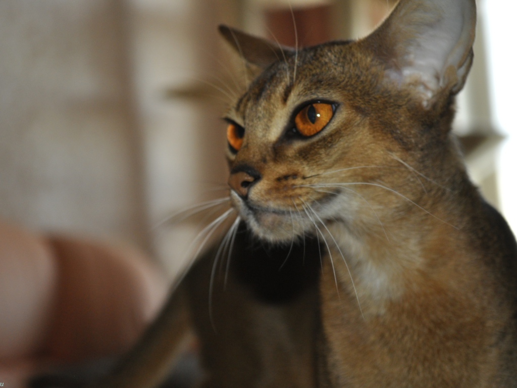 Гордая абиссинская кошка