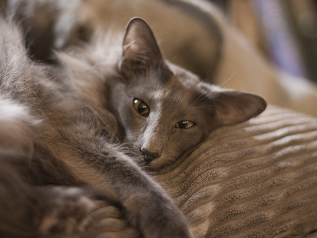 Гордая ориентальная длинношерстная кошка