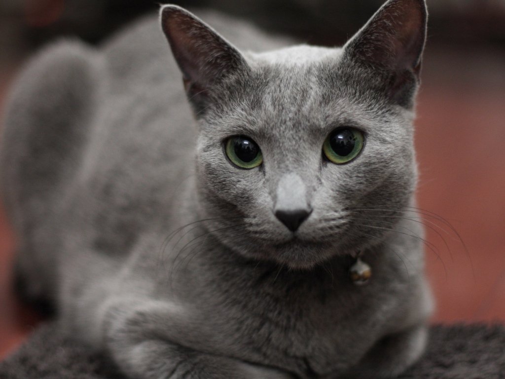 Гордая русская голубая кошка