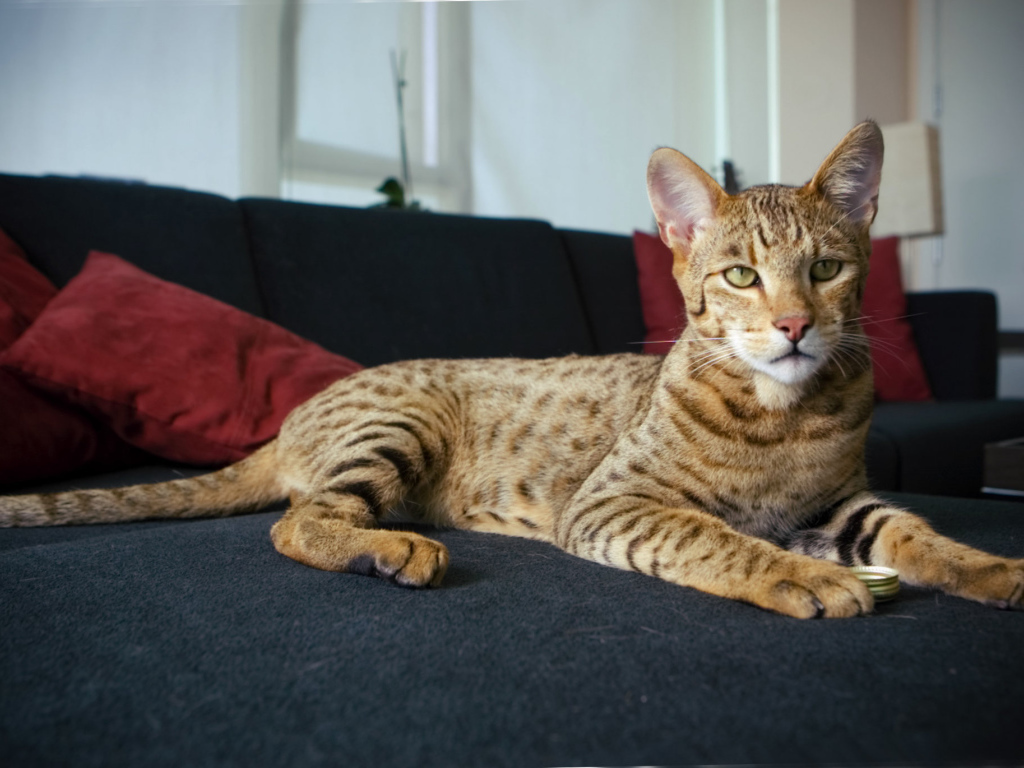 Гордая кошка саванна