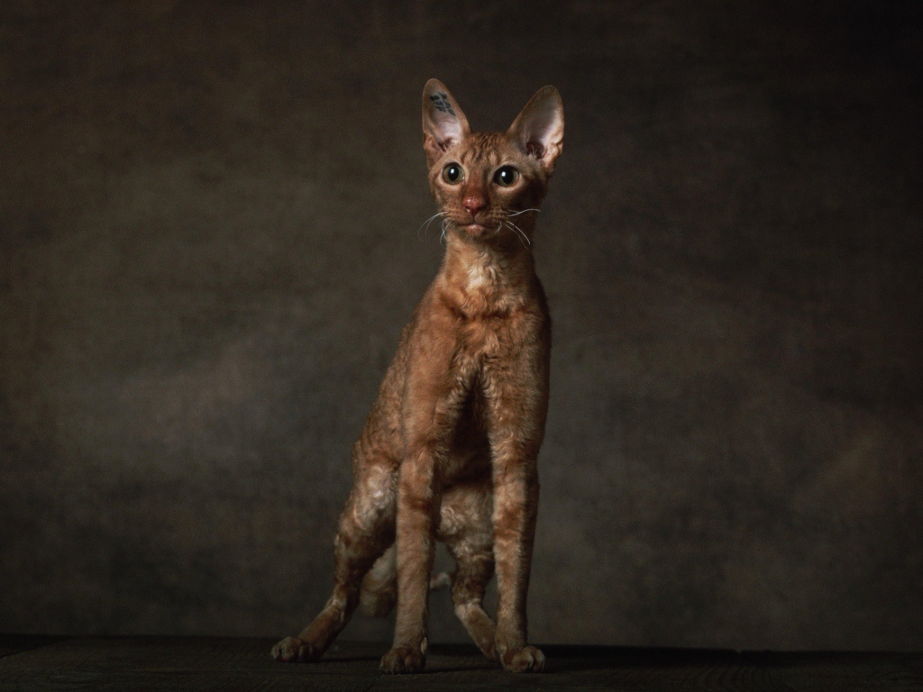 Породистый корниш рекс