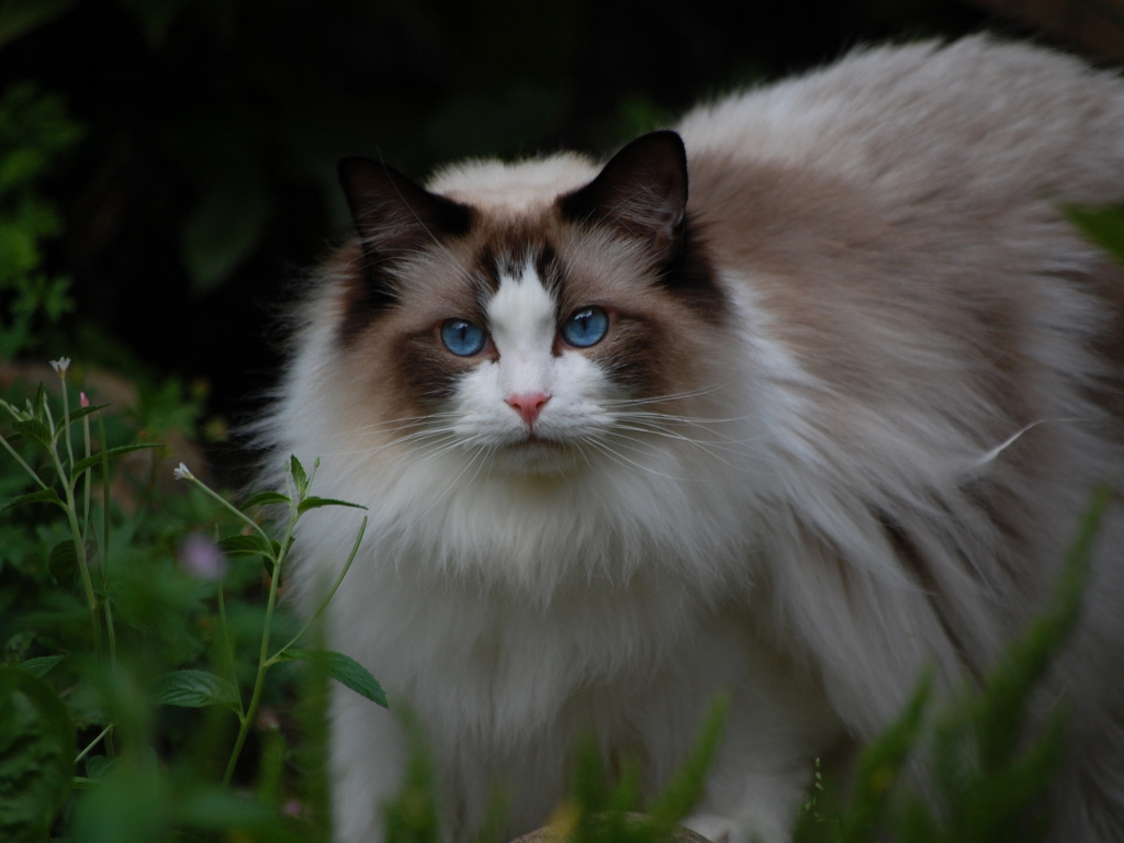 Кошка рэгдолл на природе