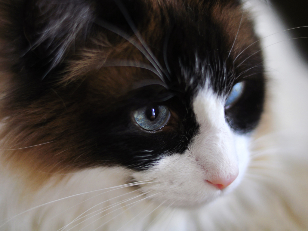 Мордочка кота рэгдолл