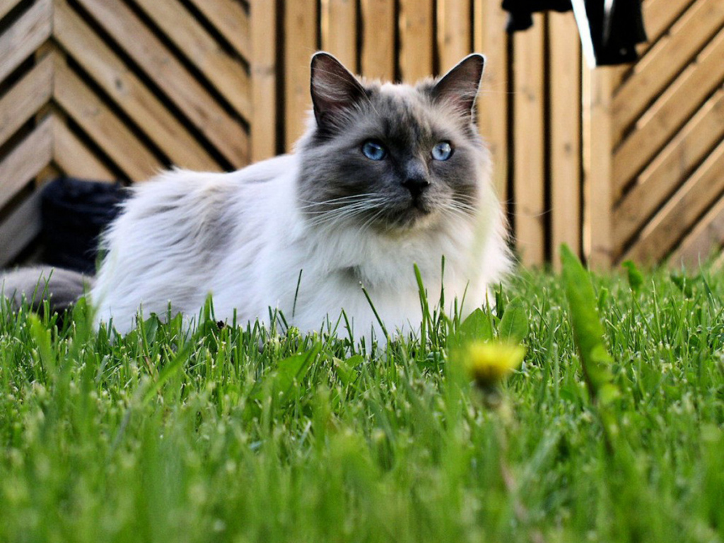 Кот рэгдолл на траве