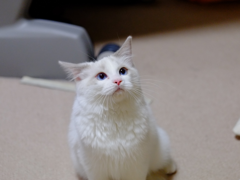 Рэгдолл смотрит вверх