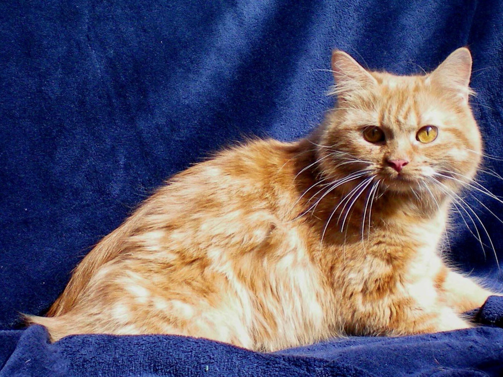 Рыжий кот кимрик