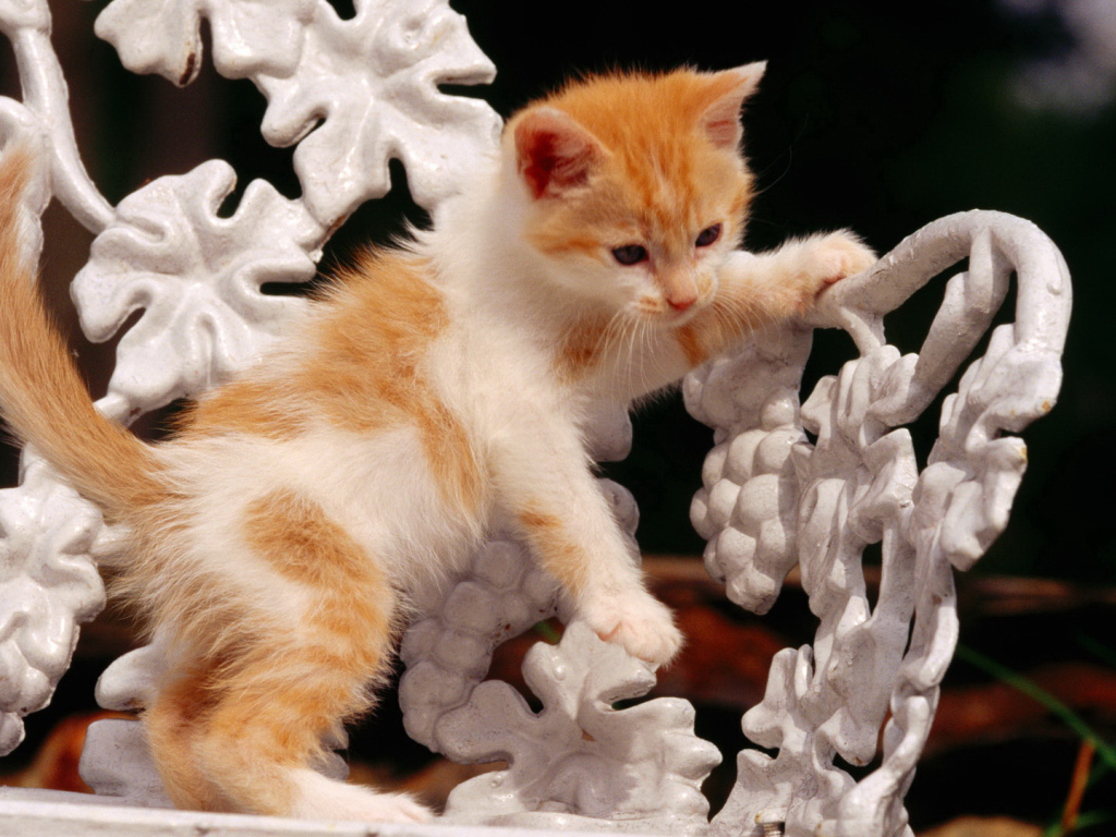 Рыжий котенок на белой скамейке