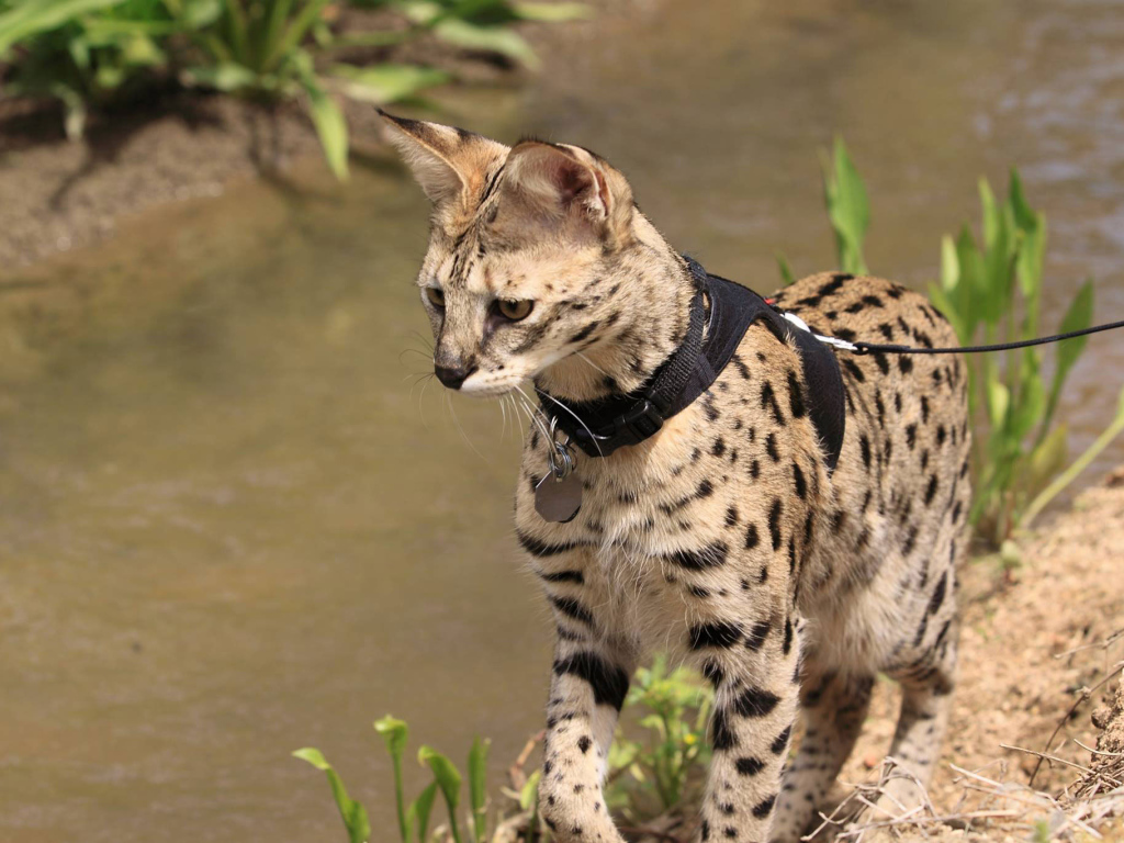 Саванна на поводке