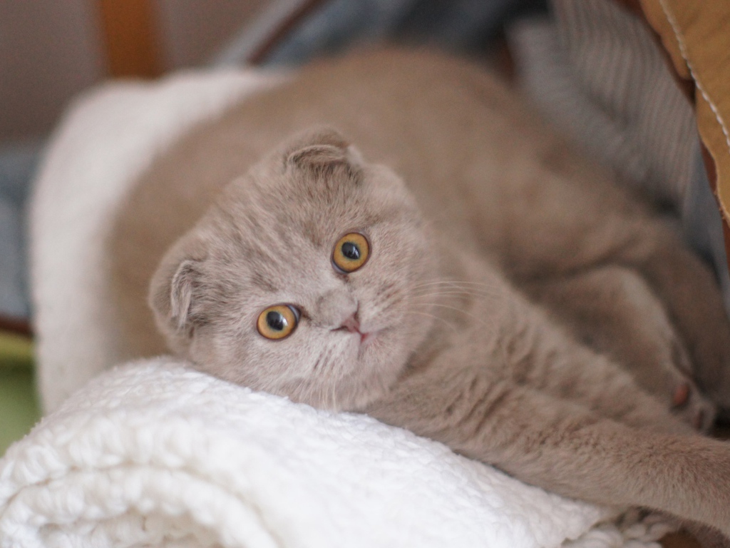 Вислоухая шотландская кошка