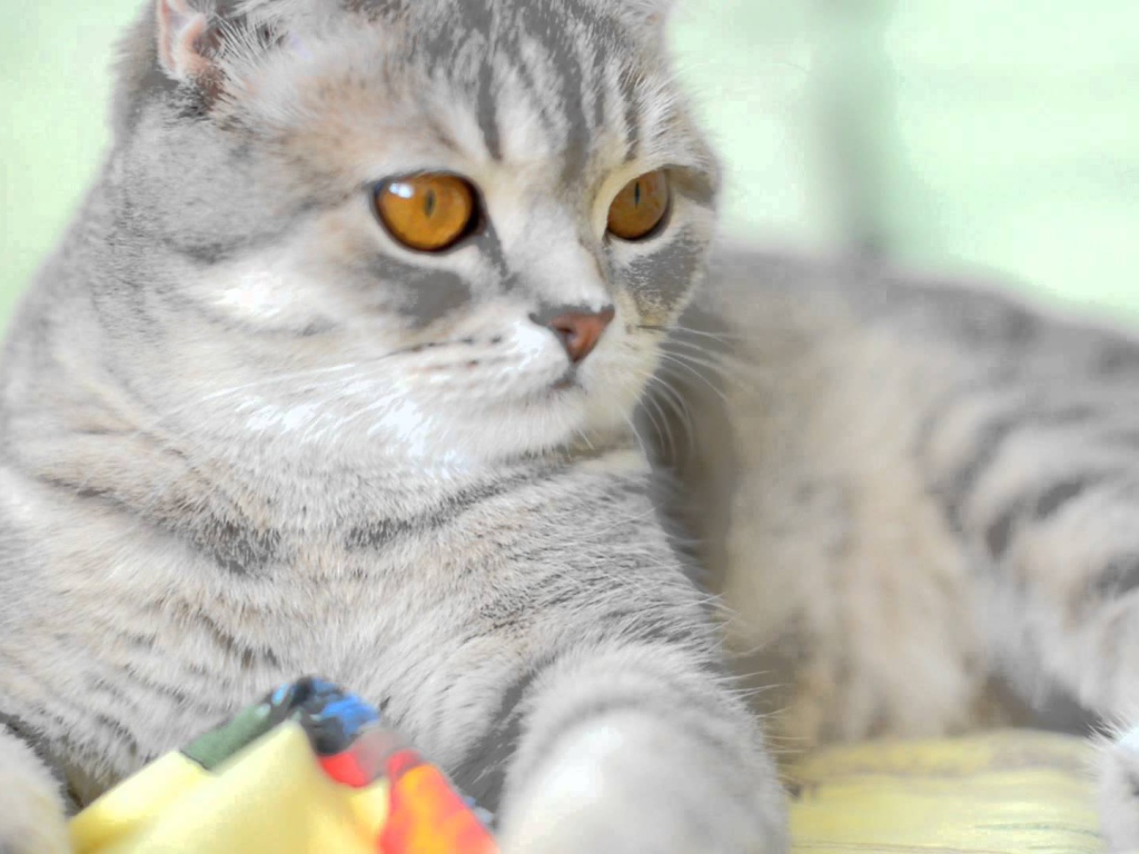 Порода шотландская кошка