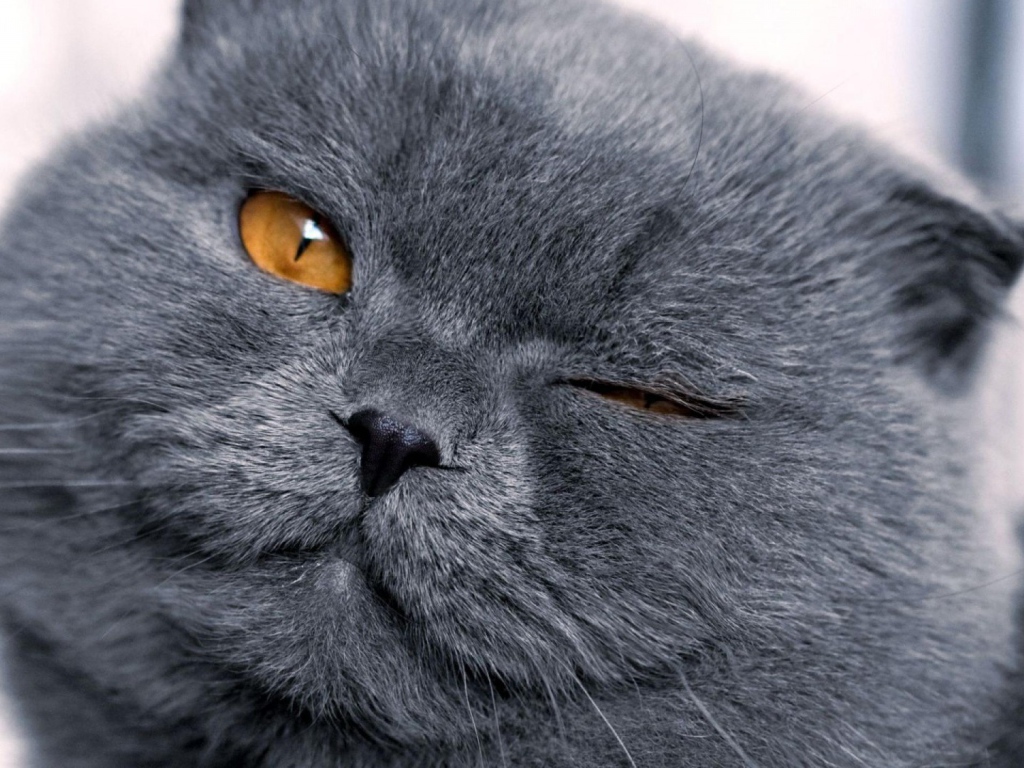 Шотландская кошка подмигивает