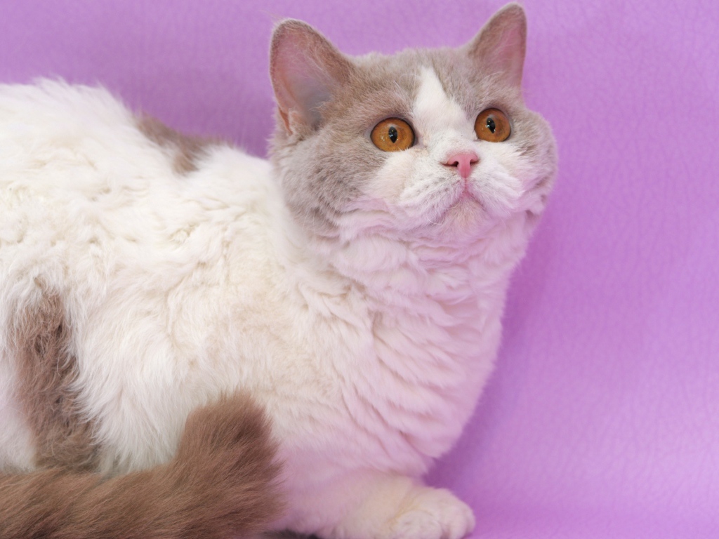 Селкирк рекс на сиреневом фоне