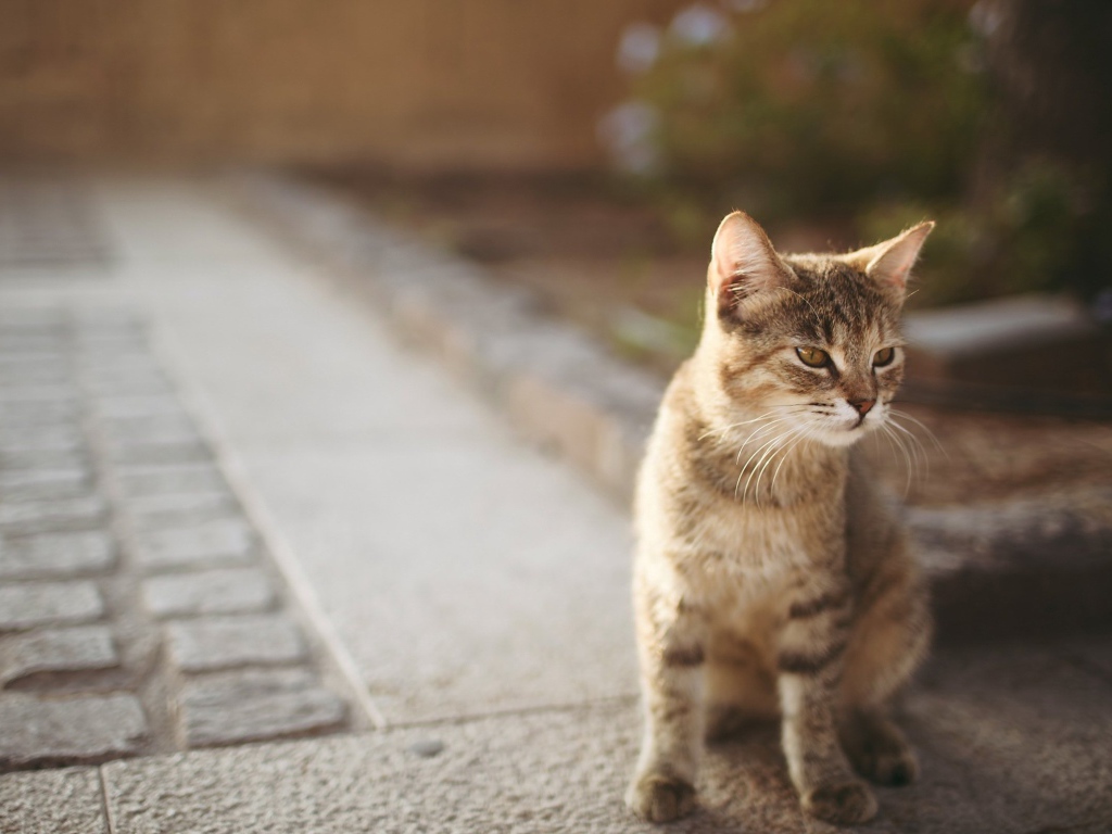 Котенок сингапурской кошки