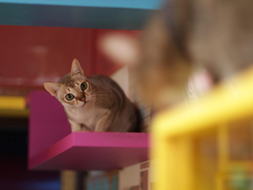 Сингапурская кошка на стуле