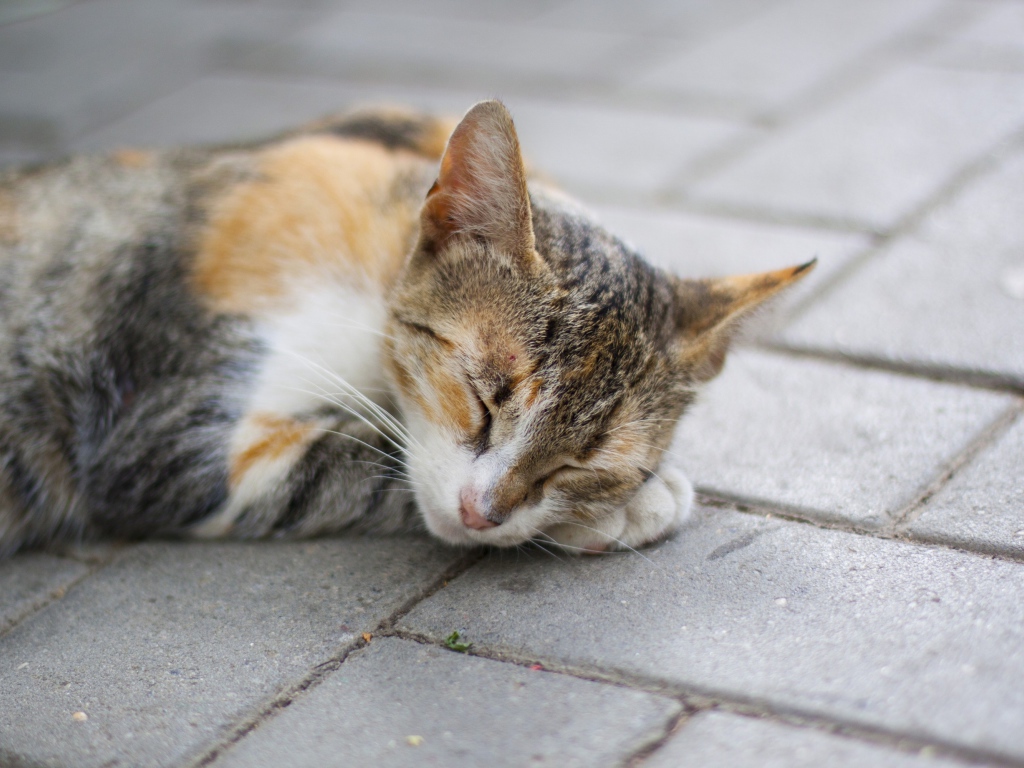 Спящая американская жесткошерстная кошка