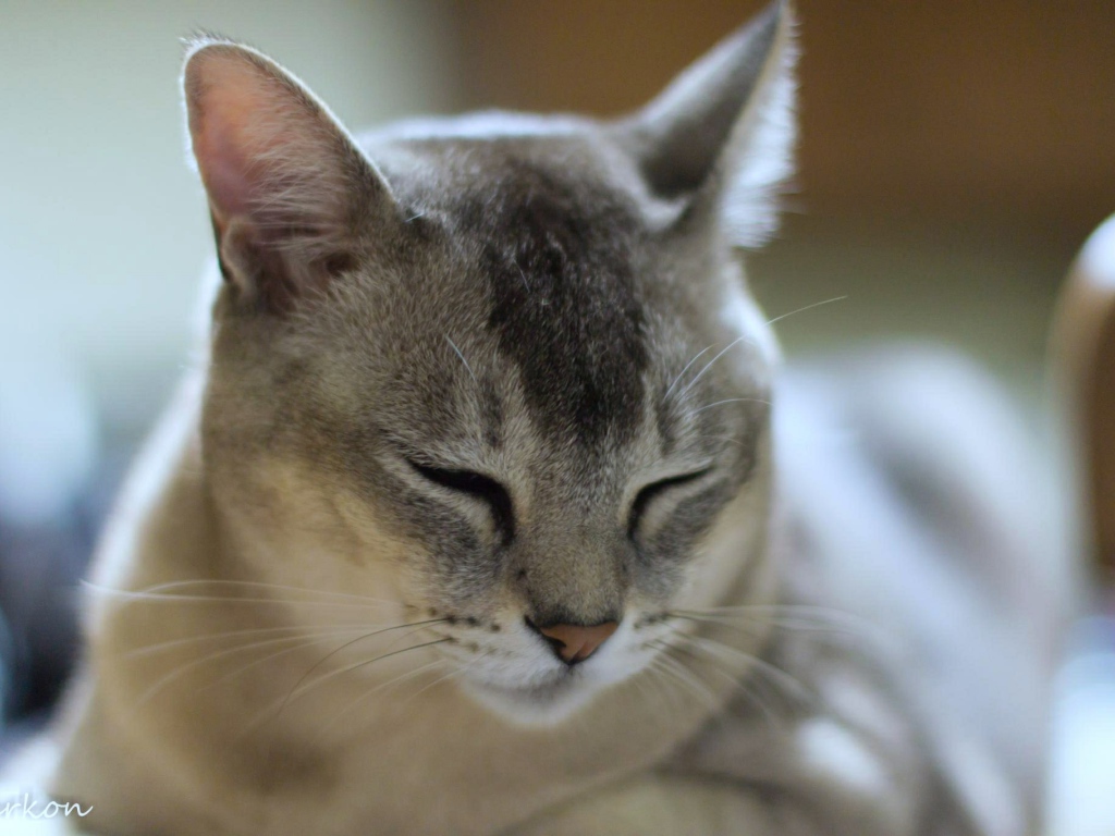 Сонный кот бурмилла