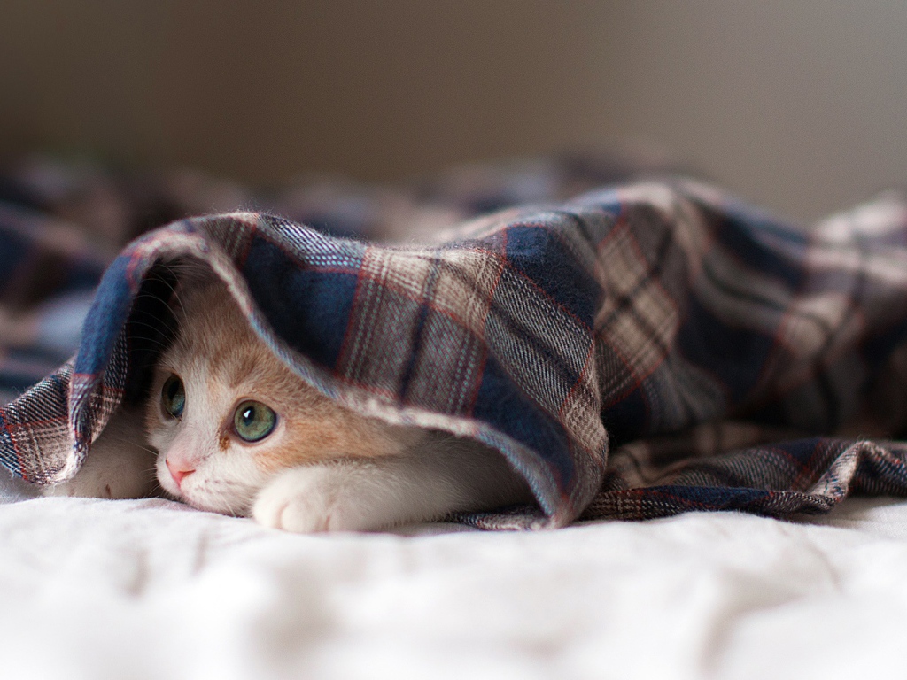 Спящая кошка