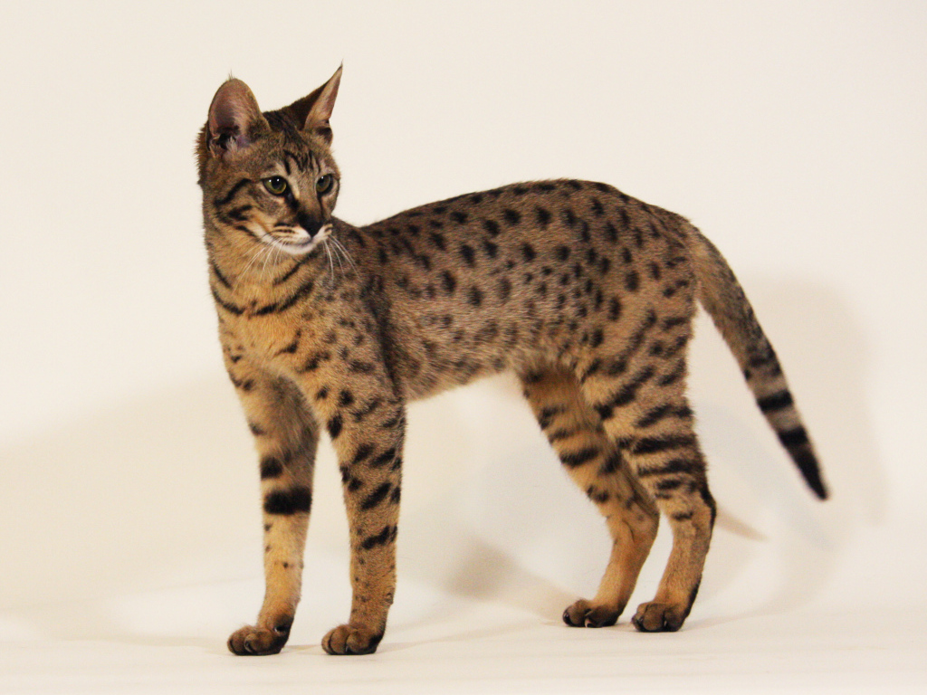 Стройная кошка саванна