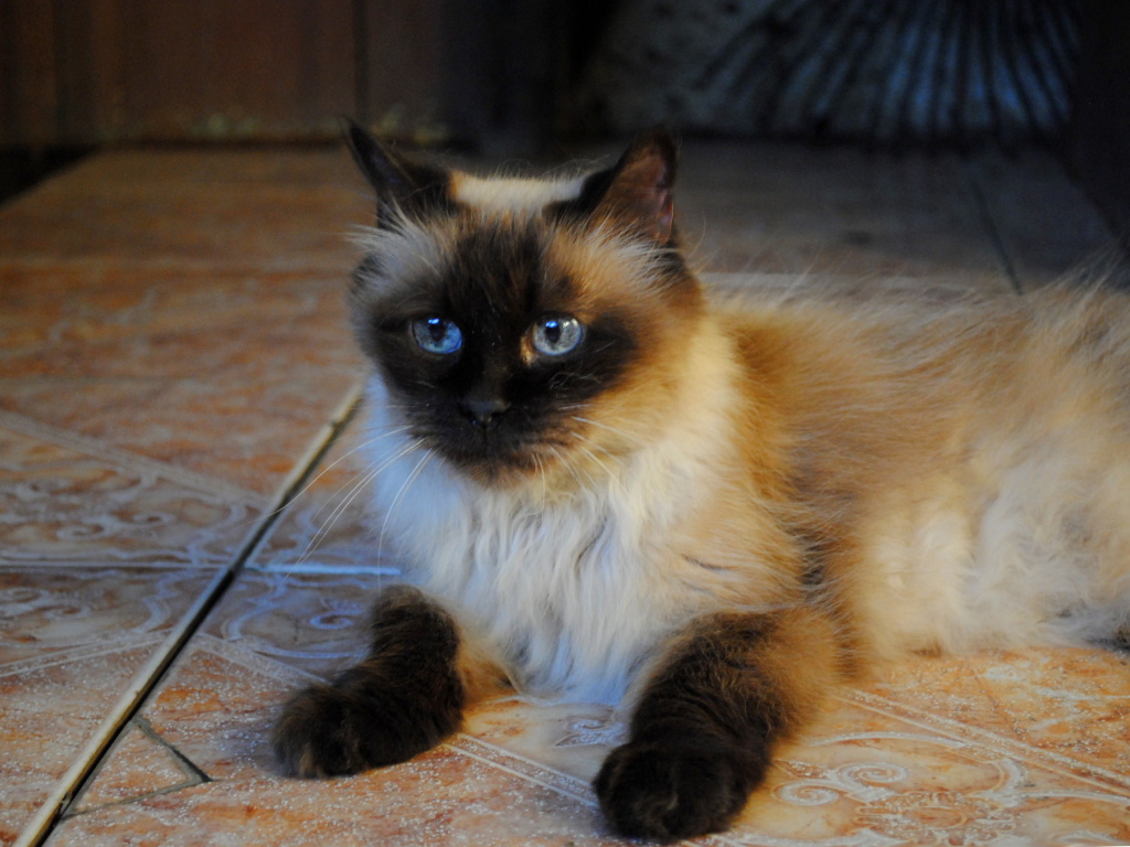 Небольшая гималайская кошка