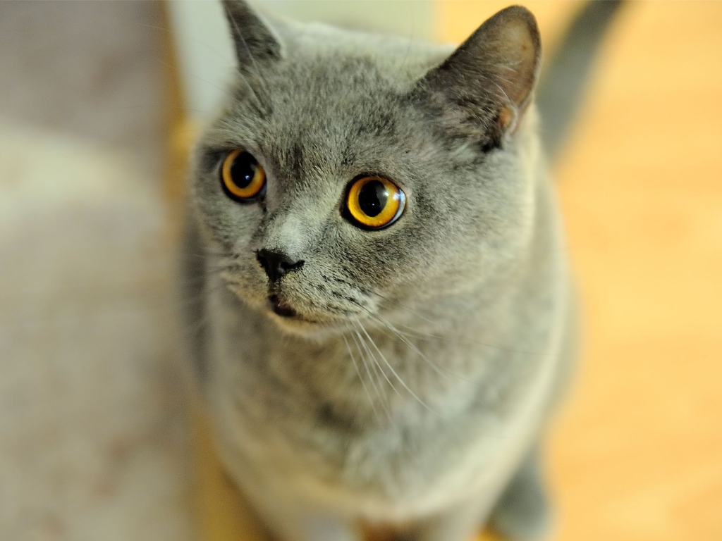 Удивленная британская короткошерстная кошка