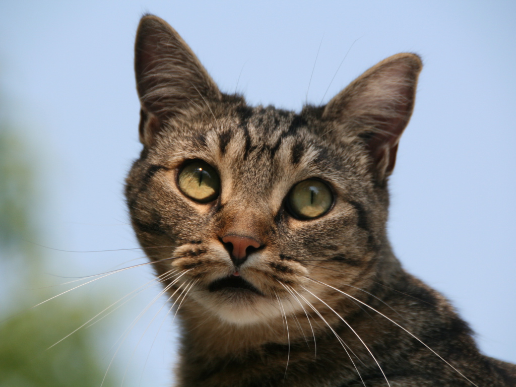 Милая европейская короткошерстная кошка