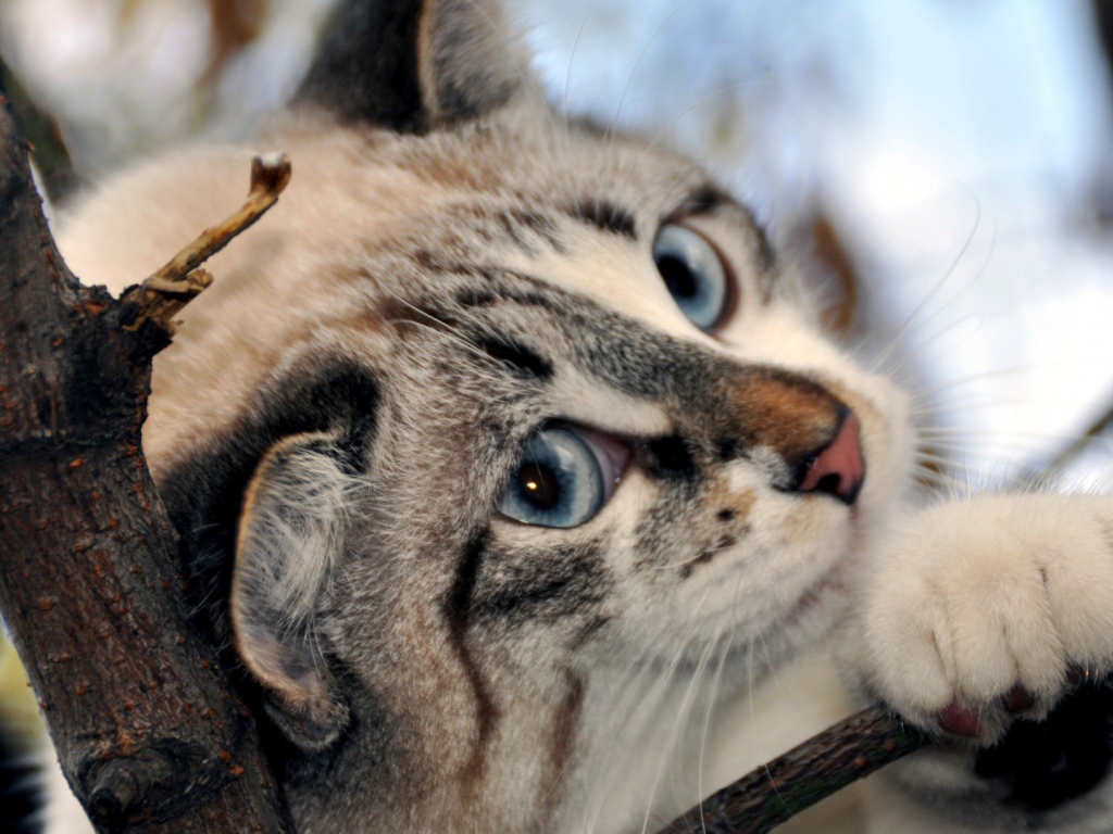 Голубоглазый кот