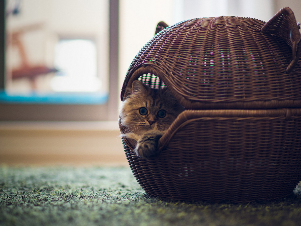 Кот в оригинальной корзине