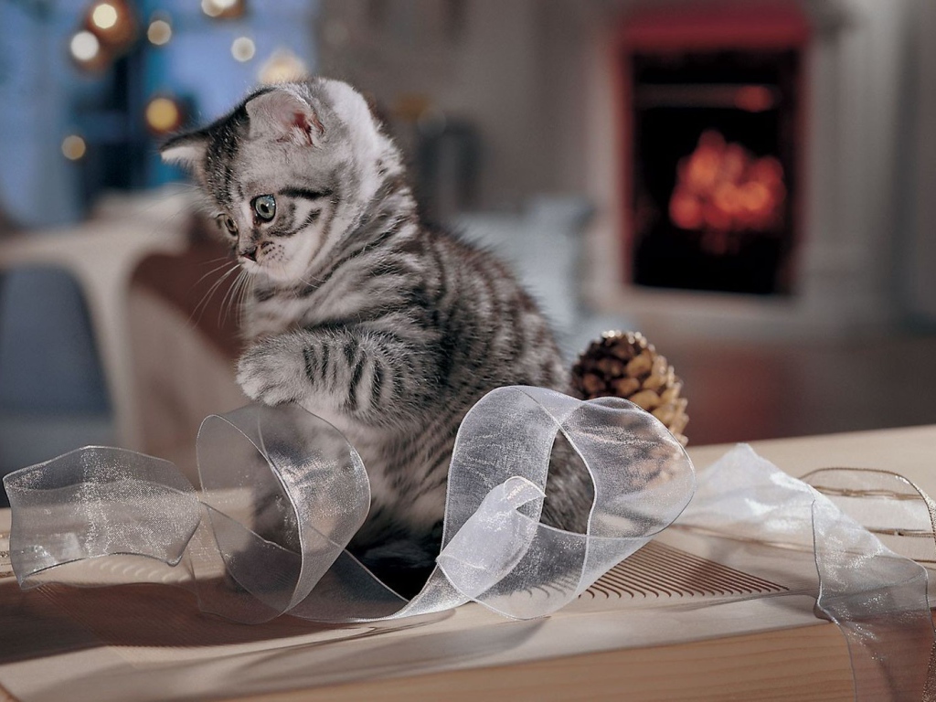 Котенок играет с лентой
