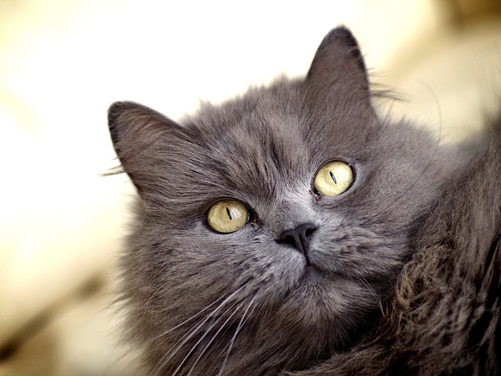 Зеленоглазый пушистый кот