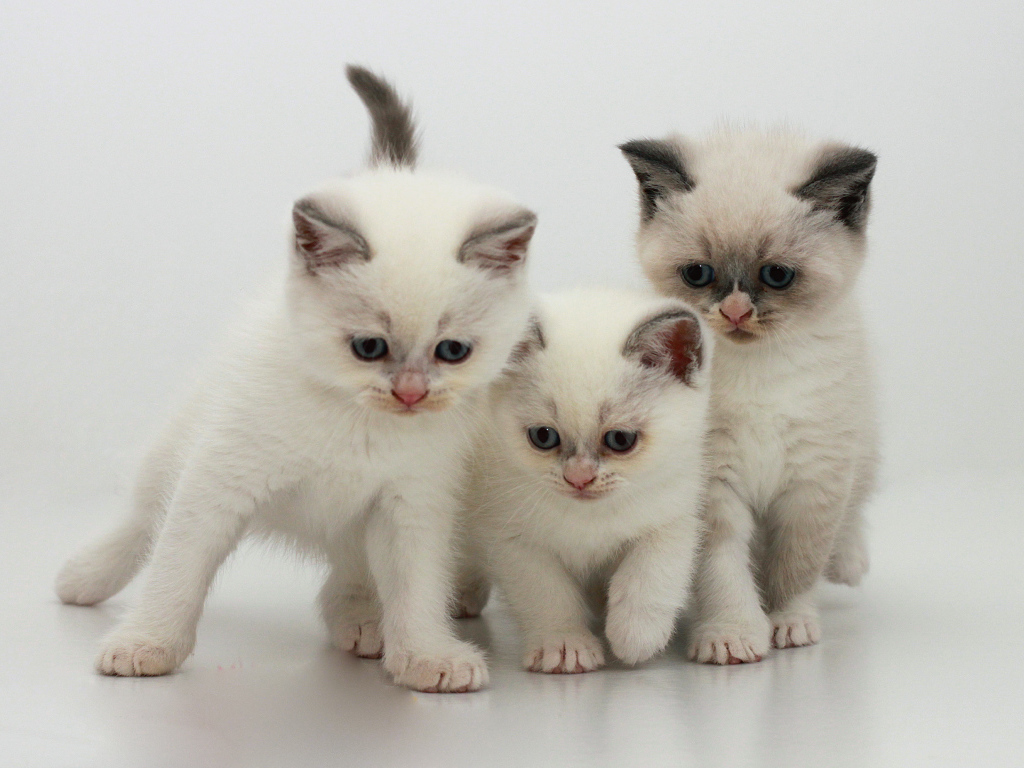 Три котенка бурмилла