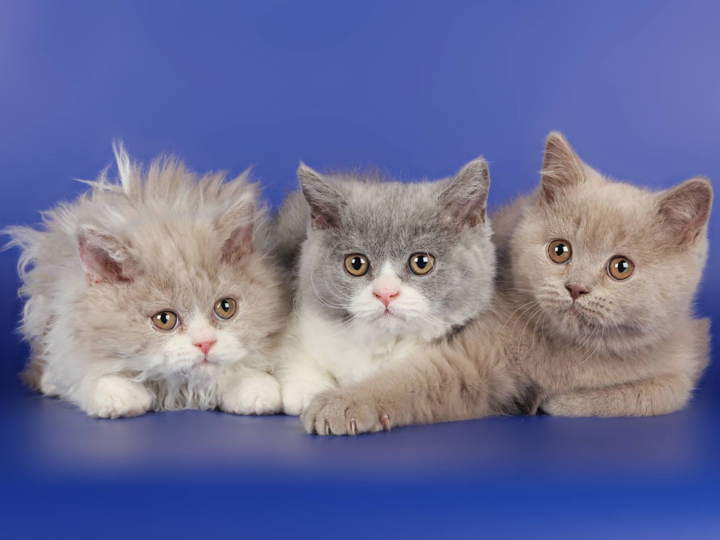 Три котенка селкирк рекс