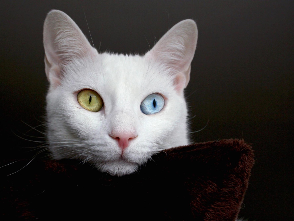 Мордочка кота турецкая ангора