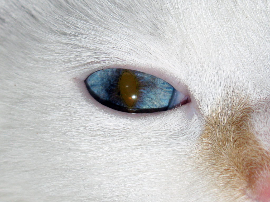 Глаз кота турецкий ван