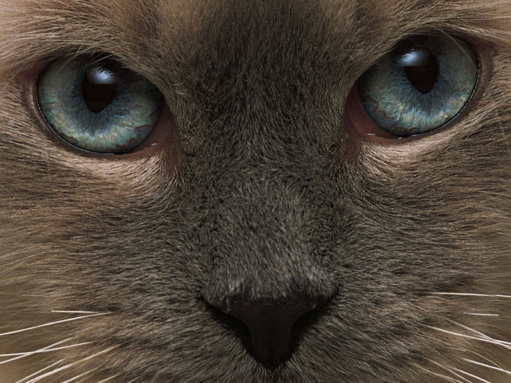 Взгляд тонкинской кошки