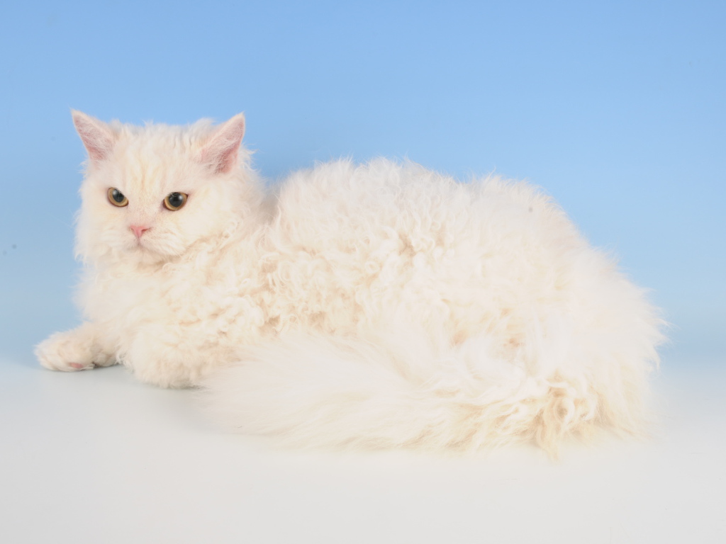 Белый селкирк рекс