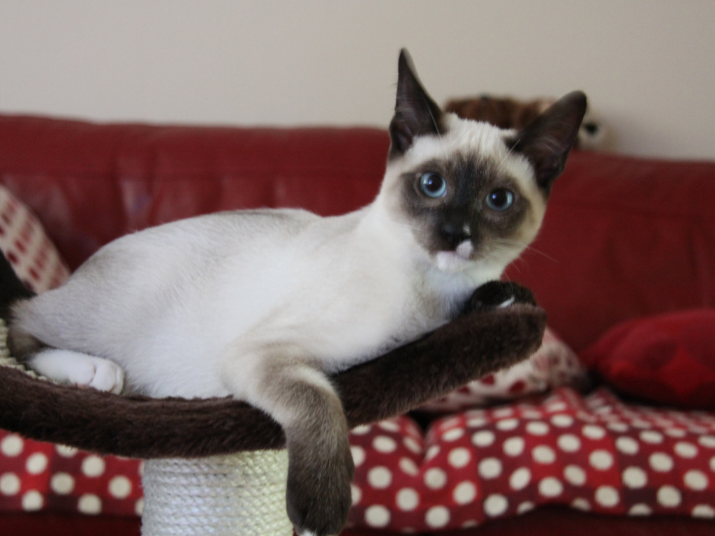 Молодой кот сноу-шу